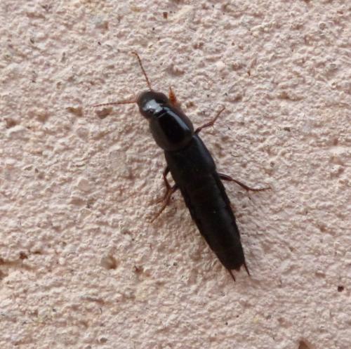 Réf. 230 558 : Quedius sp.
